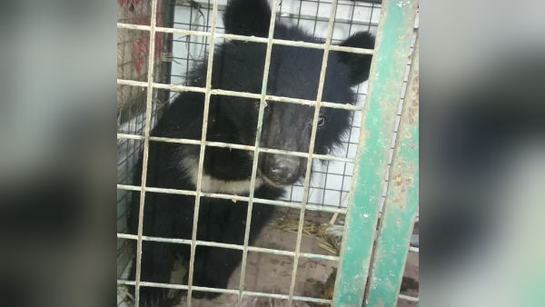 বক্সা ব্যাঘ্র প্রকল্পে ভালুক শাবক উদ্ধার, চাঞ্চল্য এলাকায় বক্সা ব্যাঘ্র প্রকল্পে ভালুক শাবক উদ্ধার, চাঞ্চল্য এলাকায়