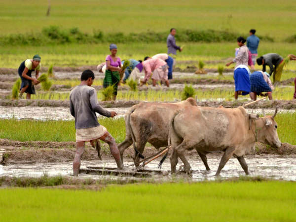কমতি পড়তে পারে কলাইয়ের ডালের যোগানে!