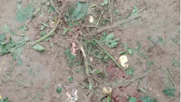শালবনীতে হাতির হানায় মৃত্যু একজনের শালবনীতে হাতির হানায় মৃত্যু একজনের