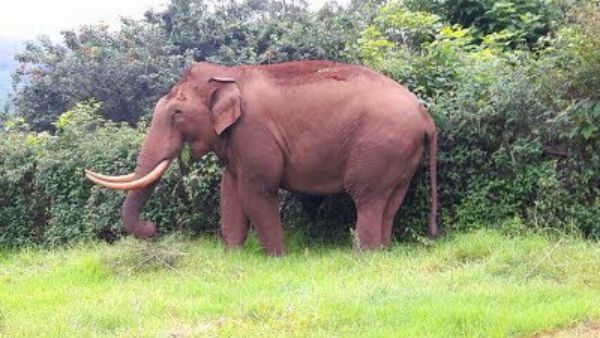 ফের হাতির আক্রমণ, এবার মৃত্যু এক যুবকের ফের হাতির আক্রমণ, এবার মৃত্যু এক যুবকের