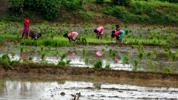 কৃষকদের অসন্তোষ চরমে