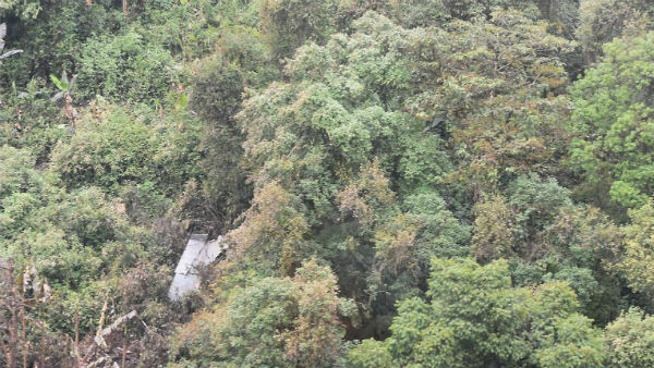 কীভাবে প্রাচীনতম জীবাশ্ম অরণ্যটির ওপর গবেষণা চালানো হয়েছিল?