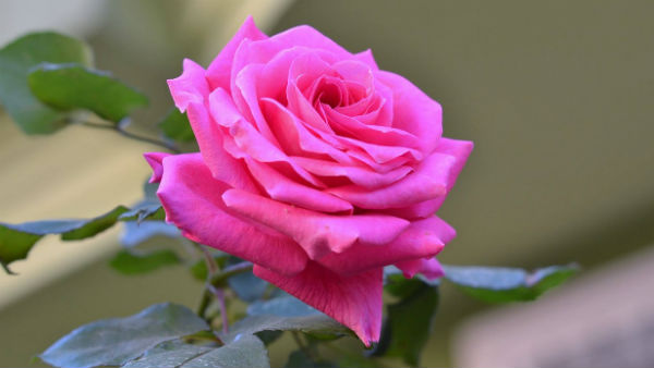 গোলাপি গোলাপ