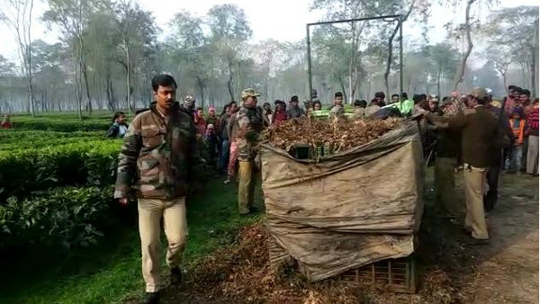 একমাসের প্রচেষ্টায় খাঁচাবন্দি চিতাবাঘ, স্বস্তিতে চা বাগানের শ্রমিকেরা একমাসের প্রচেষ্টায় খাঁচাবন্দি চিতাবাঘ, স্বস্তিতে চা বাগানের শ্রমিকেরা