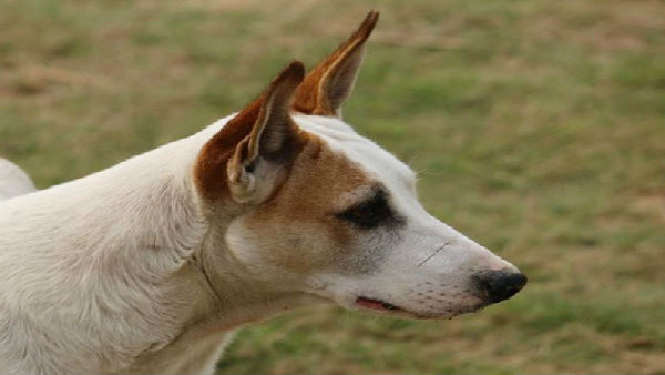 ডগ শোতেও প্রতিবাদ