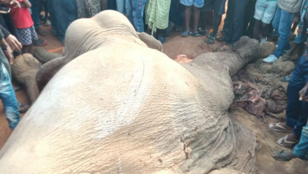 শুনশুনিয়াতে ট্রেনের ধাক্কায় মৃত্যু হয়েছে হাতির শুনশুনিয়াতে ট্রেনের ধাক্কায় মৃত্যু হয়েছে হাতির