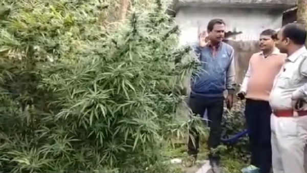 বাড়ির চারপাশে দেওয়াল তুলে ভিতরেই গাঁজার চাষ, উত্তর দিনাজপুরের ঘটনায় তাজ্জব পুলিশ বাড়ির চারপাশে দেওয়াল তুলে ভিতরেই গাঁজার চাষ, উত্তর দিনাজপুরের ঘটনায় তাজ্জব পুলিশ