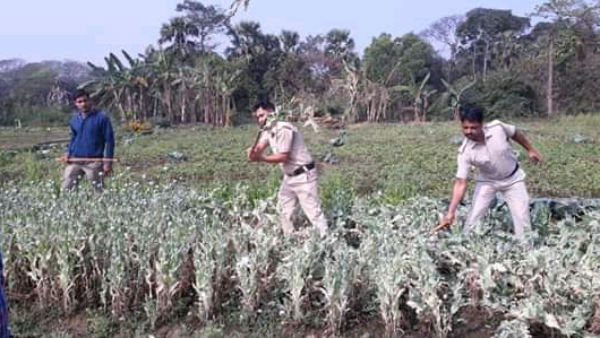 বেআইনি পোস্ত ও গাঁজা চাষের বিরুদ্ধে অভিযান শুরু পশ্চিম মেদিনীপুরে বেআইনি পোস্ত ও গাঁজা চাষের বিরুদ্ধে অভিযান শুরু পশ্চিম মেদিনীপুরে