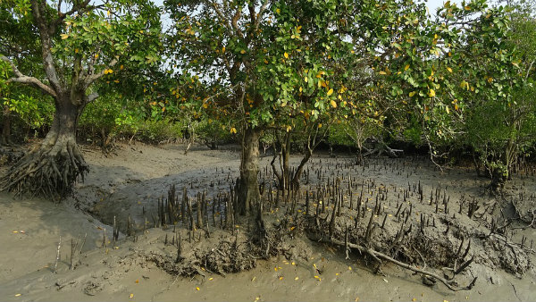 এবার ভেসে চলা