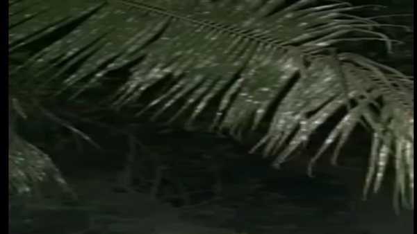 বাস্তু মতে শুভ গাছ