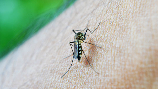মশার কামড়ে কি করোনা সংক্রমণ হতে পারে?