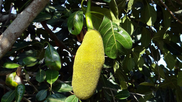 এঁচোড়ের চাহিদা তুঙ্গে