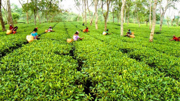 লকডাউনে খোলা ২০০টি চাবাগান