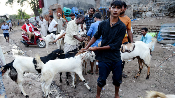 ২০টি ছাগলের ওপর নির্ভর রাওয়ের পরিবার