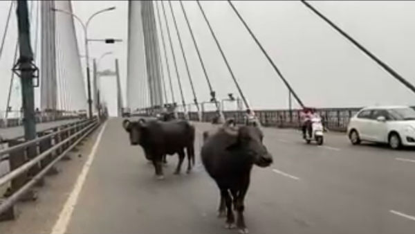 করোনা লকডাউনে দ্বিতীয় হুগলী সেতু পরিদর্শনে মহিষ করোনা লকডাউনে দ্বিতীয় হুগলী সেতু পরিদর্শনে মহিষ