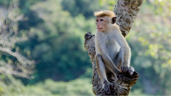 লাল বাঁদরের ওপর ওষুধ প্রয়োগ