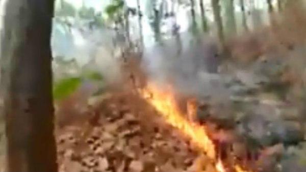 জঙ্গলকে বাঁচাতে তৎপরতা
