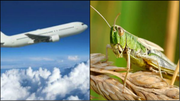 বিমান চালকের দৃশ্যমানতায় বাধা সৃষ্টি করতে পারে পঙ্গপালের ঝাঁক