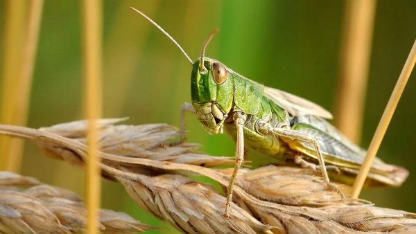 প্রস্তুত ঝাঁসি জেলা প্রশাসন