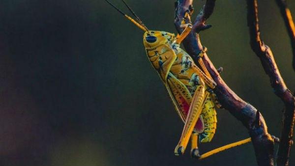 আট হাজার কোটি টাকার মুগ ডালের বিপুল ক্ষতি