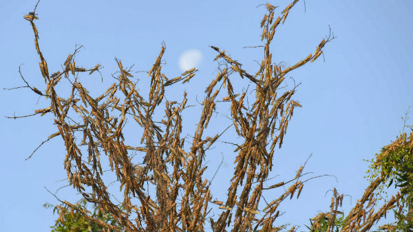 পশ্চিমবঙ্গে কী থাবা বসাবে পঙ্গপাল