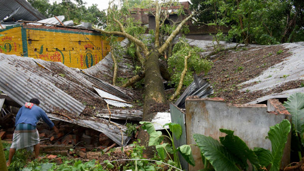ক্ষতিগ্রস্ত গাছ