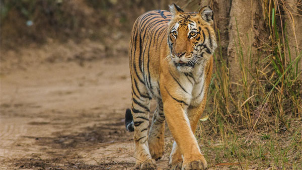 সুন্দরবনে বাঘ দেখা যাচ্ছে