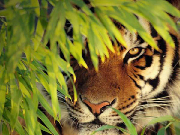 সুন্দরবনে বাঘের সংখ্যা