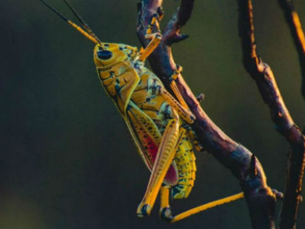 মে মাসে ভারতে প্রথম পঙ্গপালের হানা