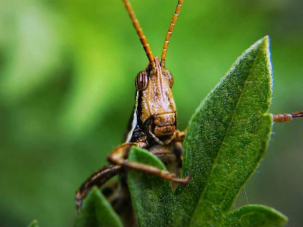 পাটলটদের সতর্ক থাকতে বার্তা