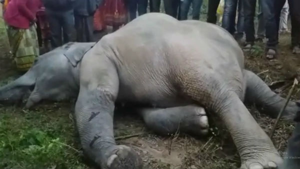 হাতির দৌরাত্ম্যে বিরক্ত উত্তর ছত্তিশগড়