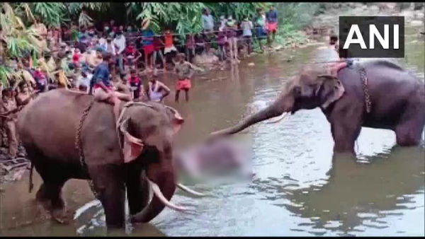 অন্তঃসত্ত্বা হাতিকে বাজি ভর্তি আনারস খাইয়ে হত্যা