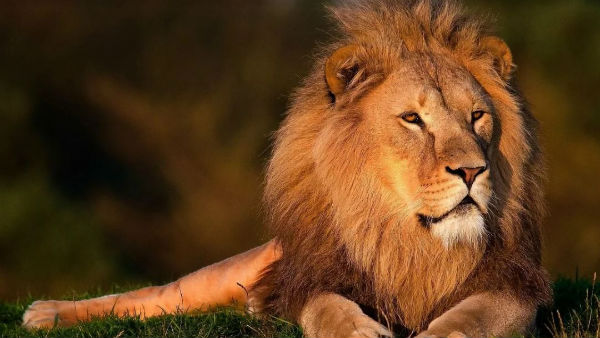 করোনা আক্রান্ত ৮ সিংহী করোনা আক্রান্ত ৮ সিংহী