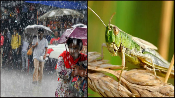 চাষের বিপুল ক্ষতি