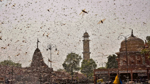 বর্ষাকালে বংশবৃদ্ধির সম্ভাবনা