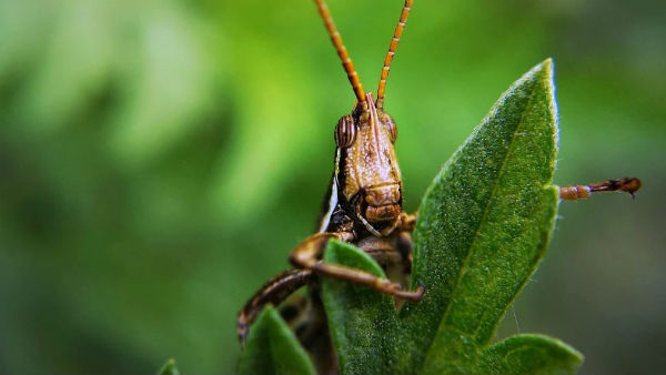আফ্রিকা ও পঙ্গপাল