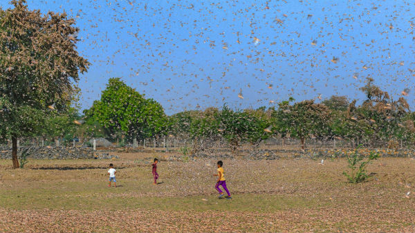 ফের কবে পঙ্গপালের হানা ?