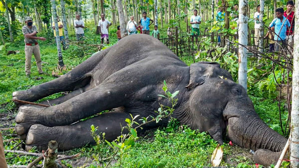 নৃশংস ভাবে হাতি হত্যায় ফুঁসছে নেটিজেন মহল