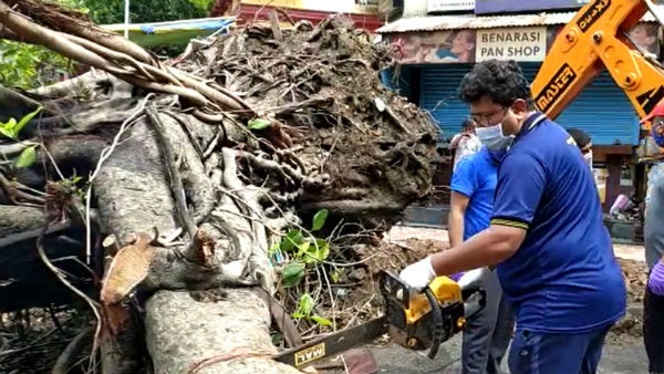 আম্ফানে পড়ে যাওয়া গাছগুলি পুনরায় জীবন ফেরানোর উদ্যোগ কলকাতা পুরসভার আম্ফানে পড়ে যাওয়া গাছগুলি পুনরায় জীবন ফেরানোর উদ্যোগ কলকাতা পুরসভার