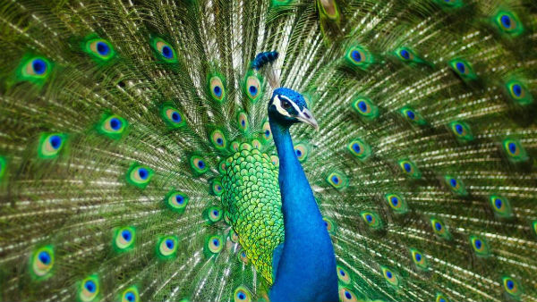 মিষ্টি খাওয়ানো মঙ্গলবার