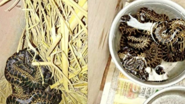 আলিপুর চিড়িয়াখানায় পরিবার বাড়াল অ্যানাকোন্ডা আলিপুর চিড়িয়াখানায় পরিবার বাড়াল অ্যানাকোন্ডা