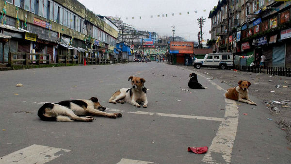 কুকুরের মাংস খাওয়ার বিরুদ্ধে সরব নেটিজেনরা