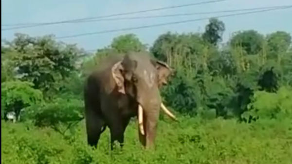 বিশালাকার হাতি ঘুরে বেড়াচ্ছে হরিদ্বারের আশেপাশে