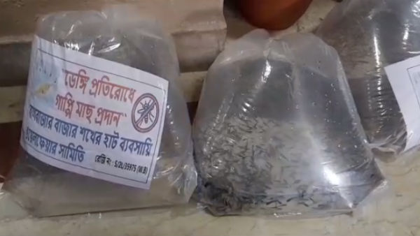 ডেঙ্গু দমনে ভরসা গাপ্পি মাছেই, কলকাতা পুরসভার উদ্যোগ ডেঙ্গু দমনে ভরসা গাপ্পি মাছেই, কলকাতা পুরসভার উদ্যোগ