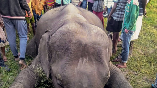 মহাকুম্ভ থেকে দূরে রাখার চেষ্টা করা হচ্ছে হাতিদের