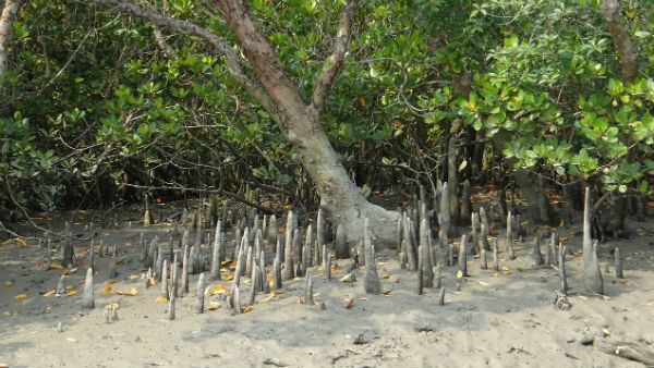 সুন্দরবনে বাঘের আক্রমণে নিহত মৎস্যজীবী সুন্দরবনে বাঘের আক্রমণে নিহত মৎস্যজীবী