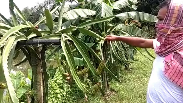 করোনায় বিকল্প চাষ ড্রাগন ফ্রুট, লাভের দিশা বংশিহারী ব্লকে করোনায় বিকল্প চাষ ড্রাগন ফ্রুট, লাভের দিশা বংশিহারী ব্লকে