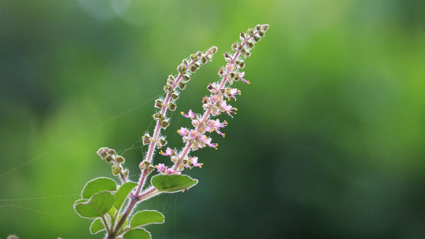 তুলসী ও বৃন্দাবন ভাবনা!