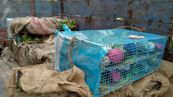 বর্ধমানে বনবিভাগের অভিযানে উদ্ধার ৭৫০টি টিয়া ও ১৬টি পাহাড়ি ময়না বর্ধমানে বনবিভাগের অভিযানে উদ্ধার ৭৫০টি টিয়া ও ১৬টি পাহাড়ি ময়না