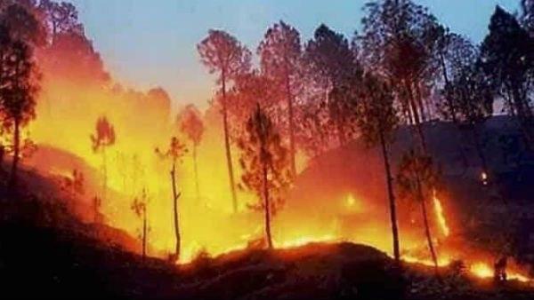 অগাস্টে অ্যাঞ্জেলস জাতীয় বনাঞ্চলে আগুন লেগেছিল
